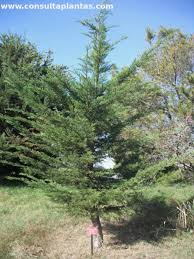 Attēlu rezultāti vaicājumam “Cribraria macrocarpa young”