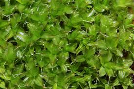 Attēlu rezultāti vaicājumam “Syntrichia”