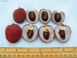 Image result for Litchi chinensis