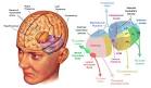 Parts Of The Brain <b>Thalamus</b>