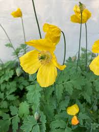 Attēlu rezultāti vaicājumam “Papaveraceae”