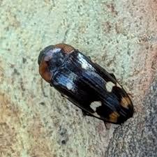 Attēlu rezultāti vaicājumam “Erotylidae”