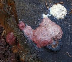 Attēlu rezultāti vaicājumam “Amaurochaete atra”