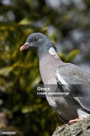 Attēlu rezultāti vaicājumam “Columba palumbus adult”