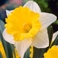Attēlu rezultāti vaicājumam “Narcissus flower”