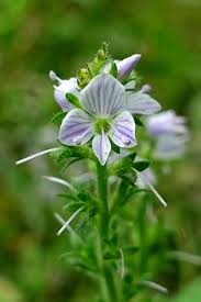 Attēlu rezultāti vaicājumam “Veronica officinalis flower”