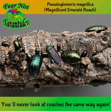 Attēlu rezultāti vaicājumam “Comatricha ellae macro”