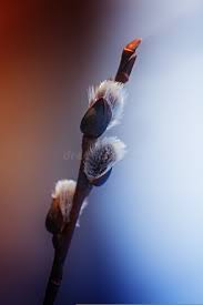 Attēlu rezultāti vaicājumam “Salix daphnoides subsp. acutifolia bud”