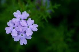 Attēlu rezultāti vaicājumam “Plumbaginaceae”