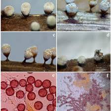 Attēlu rezultāti vaicājumam “Didymium tussilaginis”