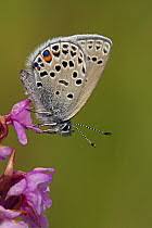 Attēlu rezultāti vaicājumam “Vacciniina optilete underside”