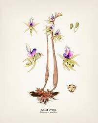 Attēlu rezultāti vaicājumam “Epipogium aphyllum”