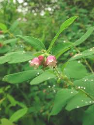 Attēlu rezultāti vaicājumam “Symphoricarpos albus”