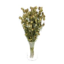 Attēlu rezultāti vaicājumam “Dianema nivale sessile”