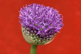 Attēlu rezultāti vaicājumam “Allium holandicum bud”