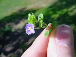 Attēlu rezultāti vaicājumam “Veronica filiformis bud”