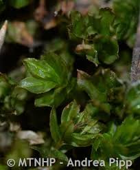 Attēlu rezultāti vaicājumam “Mnium marginatum”