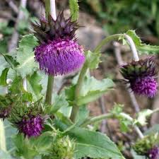 Attēlu rezultāti vaicājumam “Cirsium x rigens flower”
