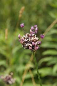 Attēlu rezultāti vaicājumam “Allium scorodoprasum bud”