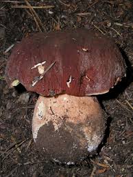 Attēlu rezultāti vaicājumam “Boletus pinophilus”