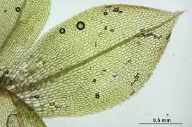Attēlu rezultāti vaicājumam “Physcomitrium pyriforme”