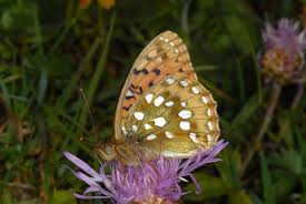 Attēlu rezultāti vaicājumam “Argynnis aglaja underside”