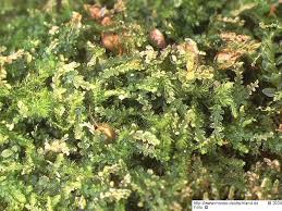 Attēlu rezultāti vaicājumam “Cephalozia connivens”