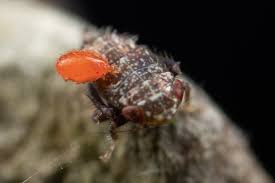 Attēlu rezultāti vaicājumam “Bolitophagus reticulatus larva”