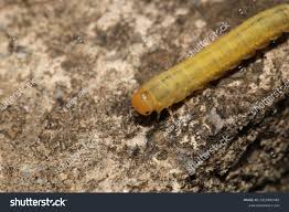 Attēlu rezultāti vaicājumam “Cimbex femoratus larva”