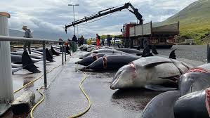 Image result for massacre golfinhos dinamarca
