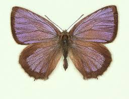 Attēlu rezultāti vaicājumam “Favonius quercus underside”