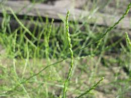 Attēlu rezultāti vaicājumam “Corispermum hyssopifolium”