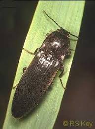 Attēlu rezultāti vaicājumam “Hemicrepidius sp.”