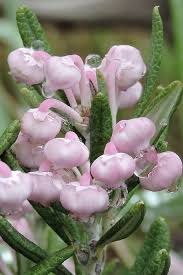 Attēlu rezultāti vaicājumam “Andromeda polifolia bud”