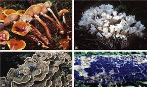Attēlu rezultāti vaicājumam “Lycogala botrydium plasmodium”