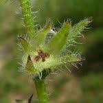 Attēlu rezultāti vaicājumam “Anchusa arvensis leaf”