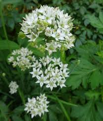 Image result for Schnittknoblauch