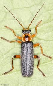 Attēlu rezultāti vaicājumam “Cantharis rustica imago”