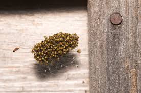 Attēlu rezultāti vaicājumam “Araneus diadematus eggs”
