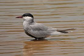 Attēlu rezultāti vaicājumam “Chlidonias hybrida adult”