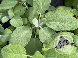 Attēlu rezultāti vaicājumam “Salvia officinalis leaf”