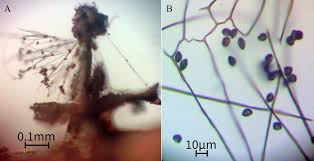 Attēlu rezultāti vaicājumam “Diderma testaceum young”
