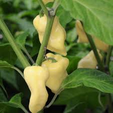Afbeeldingsresultaat voor white habanero hot pepper