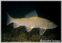 Image result for Moxostoma duquesnei