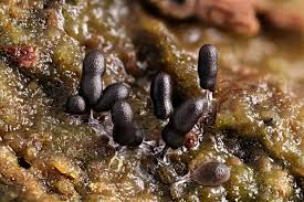 Attēlu rezultāti vaicājumam “Stemonitopsis typhina”