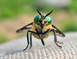 Attēlu rezultāti vaicājumam “Rabdophaga degeeri”