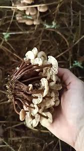 Attēlu rezultāti vaicājumam “Collybia acervata”