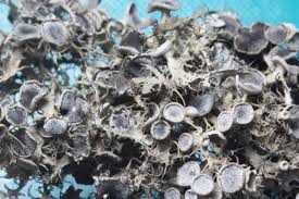 Attēlu rezultāti vaicājumam “Anaptychia ciliaris”