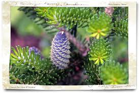 Attēlu rezultāti vaicājumam “Abies koreana”