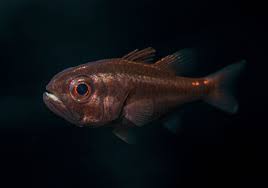 Attēlu rezultāti vaicājumam “Tubifera sp.”